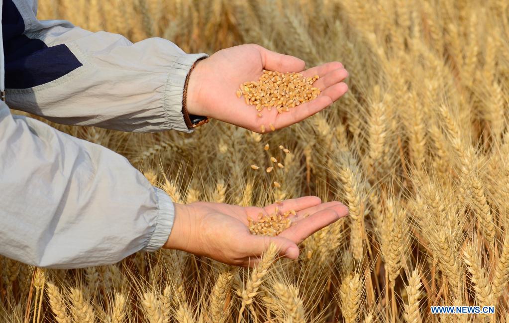 A farmer demonstrates ripe wheat grains in Nanhe District of Xingtai, north China's Hebei Province, June 8, 2021. With the summer wheat harvest underway, farmers in north China's Xingtai have been busy in the fields to reap the year's premium grains. In Xingtai, a total of 65 farmers have joined the Jinshahe specialized cooperative that provides them with technical guidance in crop harvesting. The cooperative will sell freshly harvested crops to a local noodle factory where staple products are made and sold to customers. (Xinhua/Jin Haoyuan)