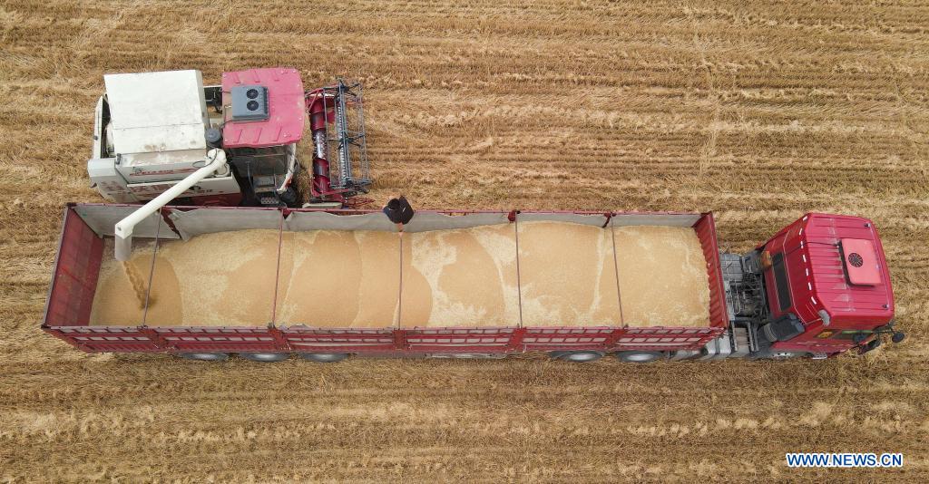 Aerial photo shows a harvester transferring harvested wheat onto a truck in Nanhe District of Xingtai, north China's Hebei Province, June 9, 2021. With the summer wheat harvest underway, farmers in north China's Xingtai have been busy in the fields to reap the year's premium grains. In Xingtai, a total of 65 farmers have joined the Jinshahe specialized cooperative that provides them with technical guidance in crop harvesting. The cooperative will sell freshly harvested crops to a local noodle factory where staple products are made and sold to customers. (Xinhua/Yang Shiyao)