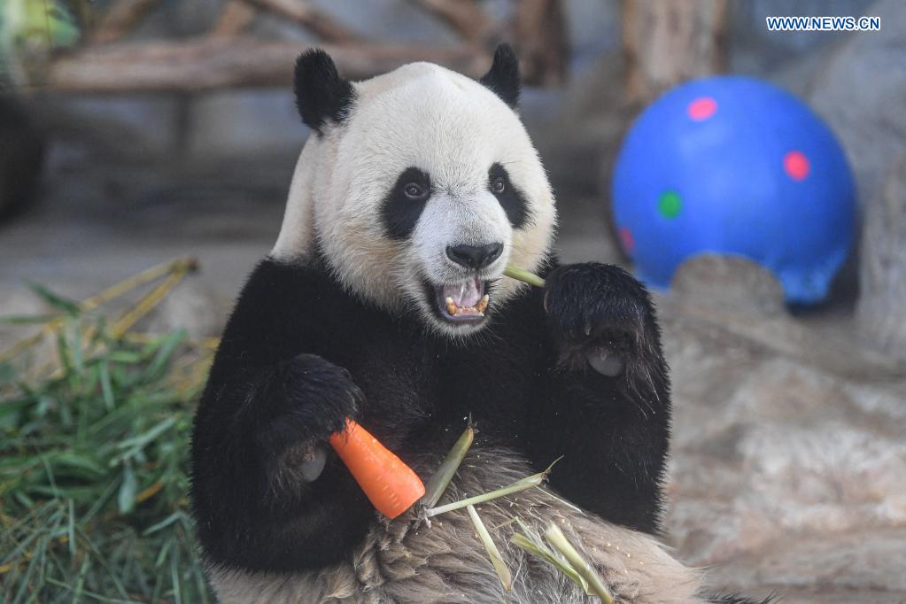 Giant panda Shun Shun feeds on snacks provided on the occasion of the Dragon Boat Festival at the Hainan Tropical Wildlife Park and Botanical Garden in Haikou, south China's Hainan Province, June 14, 2021. To mark the Dragon Boat Festival which fell on Monday, staff members at the Hainan Tropical Wildlife Park and Botanical Garden have prepared special snacks for animals here. (Xinhua/Pu Xiaoxu)