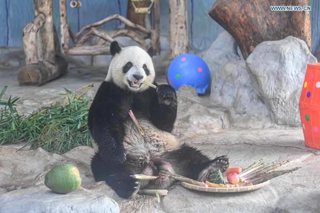 Giant panda Shun Shun feeds on snacks provided on the occasion of the Dragon Boat Festival at the Hainan Tropical Wildlife Park and Botanical Garden in Haikou, south China's Hainan Province, June 14, 2021. To mark the Dragon Boat Festival which fell on Monday, staff members at the Hainan Tropical Wildlife Park and Botanical Garden have prepared special snacks for animals here. (Xinhua/Pu Xiaoxu)