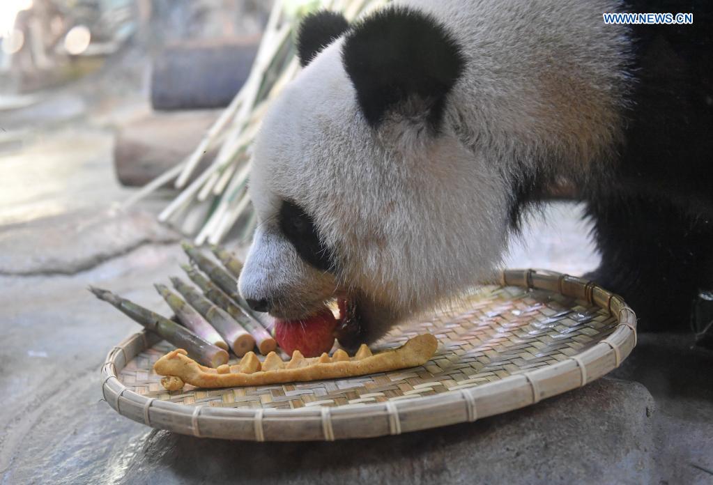 Giant panda Gong Gong feeds on snacks provided on the occasion of the Dragon Boat Festival at the Hainan Tropical Wildlife Park and Botanical Garden in Haikou, south China's Hainan Province, June 14, 2021. To mark the Dragon Boat Festival which fell on Monday, staff members at the Hainan Tropical Wildlife Park and Botanical Garden have prepared special snacks for animals here. (Xinhua/Pu Xiaoxu)