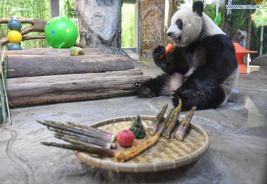 Giant panda Gong Gong feeds on snacks provided on the occasion of the Dragon Boat Festival at the Hainan Tropical Wildlife Park and Botanical Garden in Haikou, south China's Hainan Province, June 14, 2021. To mark the Dragon Boat Festival which fell on Monday, staff members at the Hainan Tropical Wildlife Park and Botanical Garden have prepared special snacks for animals here. (Xinhua/Pu Xiaoxu)