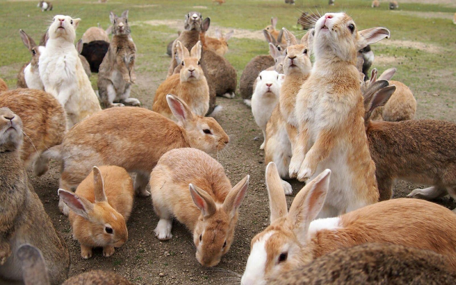 在兔窝的兔子 库存照片. 图片 包括有 宠物, 开掘, 土壤, 工厂, 野兔, 野生生物, 兔宝宝, 啮齿目动物 - 115679888