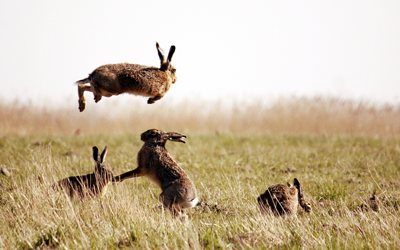 澳洲野兔泛滥成灾，六次围剿控制，不能用吃来解决吗？_兔子_政府_办法