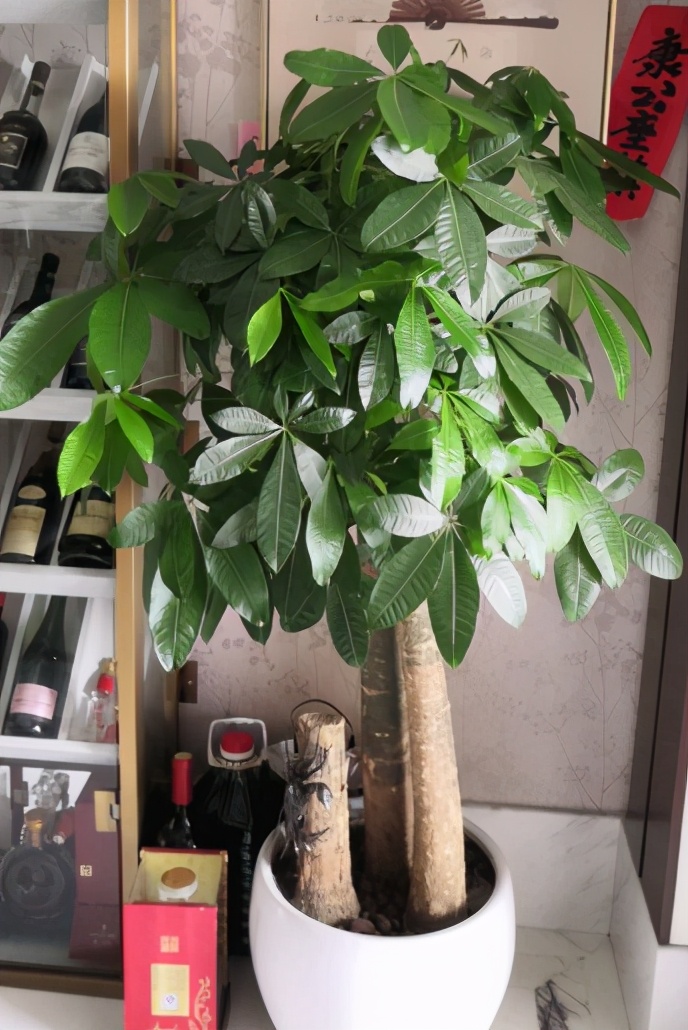 他们都是用小的花盆栽培的,比如我们买到的是一棵很高大的发财树,拿到