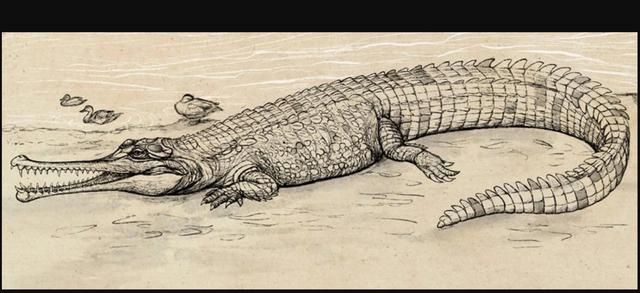 这只叫"河老大"的史前巨鳄是澳大利亚最大的灭绝鳄鱼