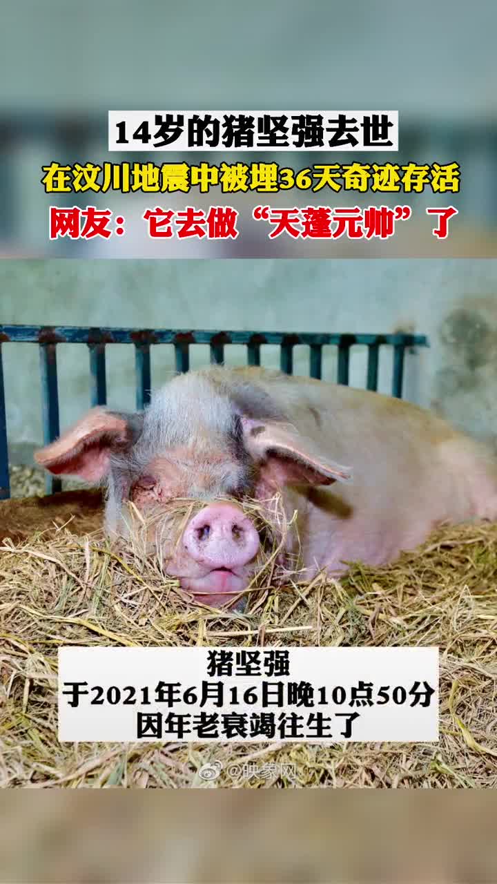 14岁的猪坚强于6月16日晚10点50分去世