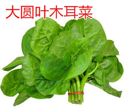 夏天好吃的菜是它,全身是宝!降压降糖,排毒补钙,快告诉家里人