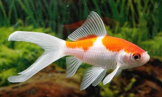 金魚様専用出品 elc.or.jp