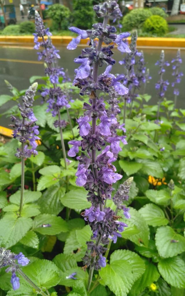 蓝花鼠尾草紫色穗状花芬芳更典雅