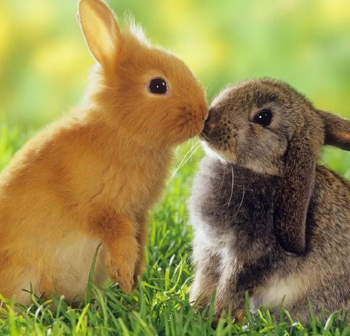 兔子小时候怪可爱的我可以亲秃它们所有