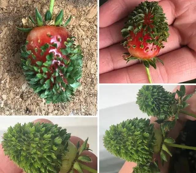 草莓还没熟透,就已经这样了
