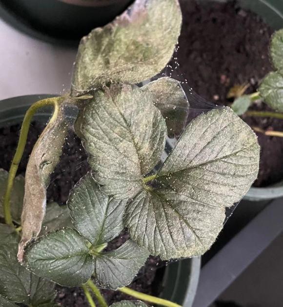 栀子花长蜘蛛网了,这是红蜘蛛,赶紧喷药,小心把叶子吃