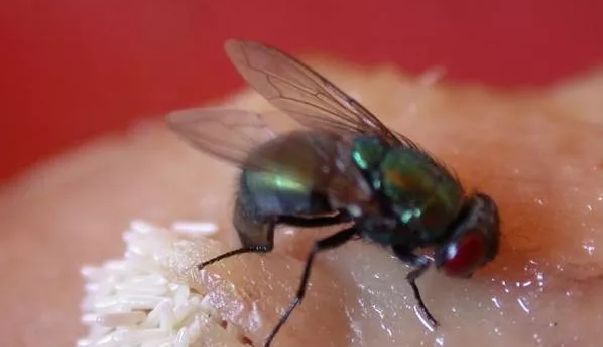 【科普】当食物被苍蝇叮上,接下来会发生什么?食物还能不能吃?