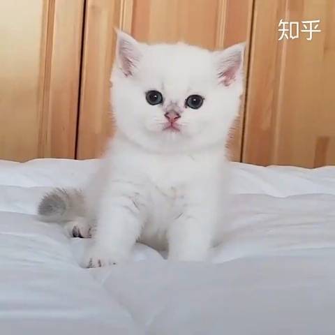 呆萌软软的蓬松小奶猫,这才是猛男该看的视频!