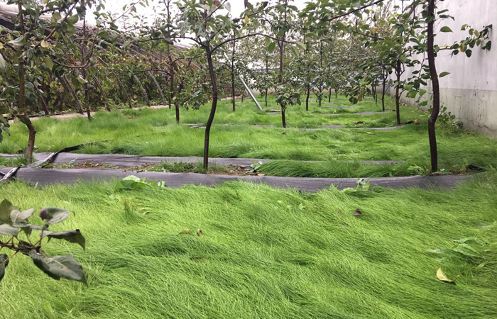 认真选择后,选择适合种植在果园里的绿肥草"鼠茅草"在大多数果农眼里