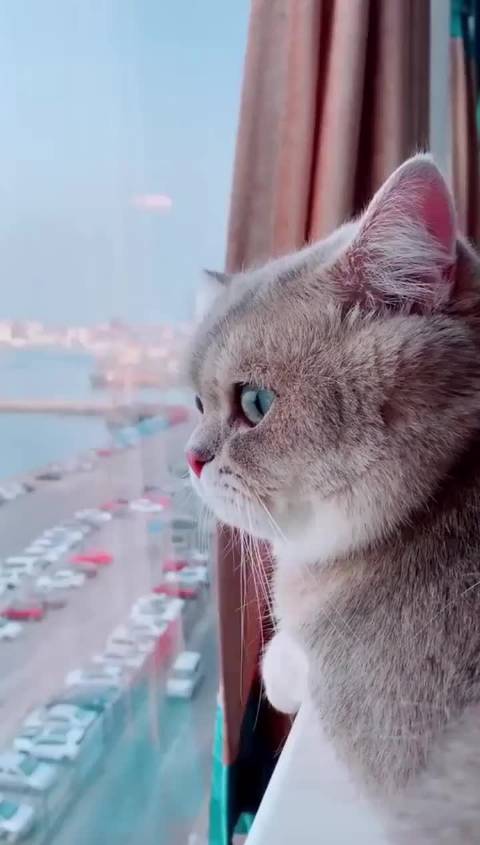 猫咪的侧颜真是人间宝藏啊 眼眸里是星辰大海