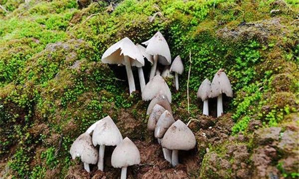 中国十大野生菌排名杏鲍菇上榜第一口感似牛肉