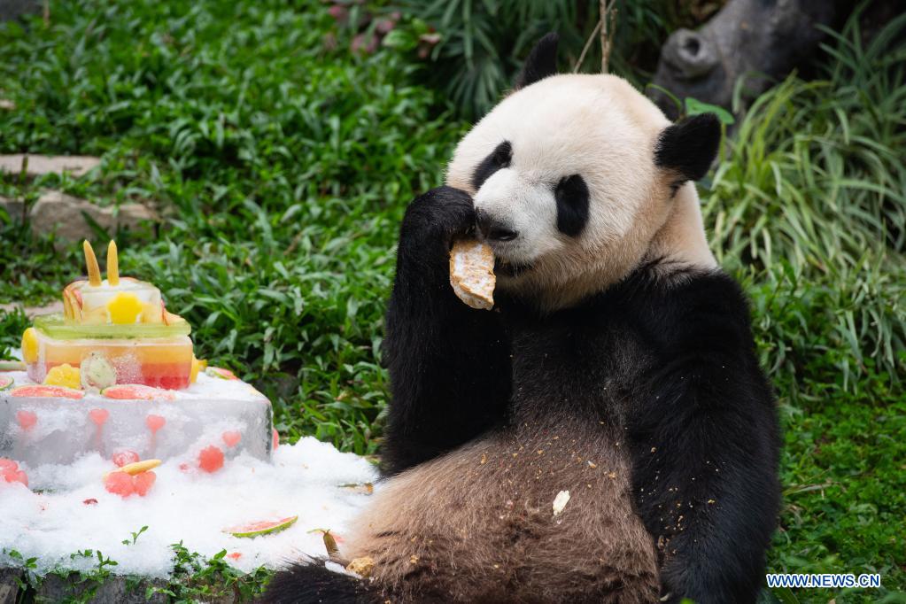 Giant panda Kangkang eats a birthday 