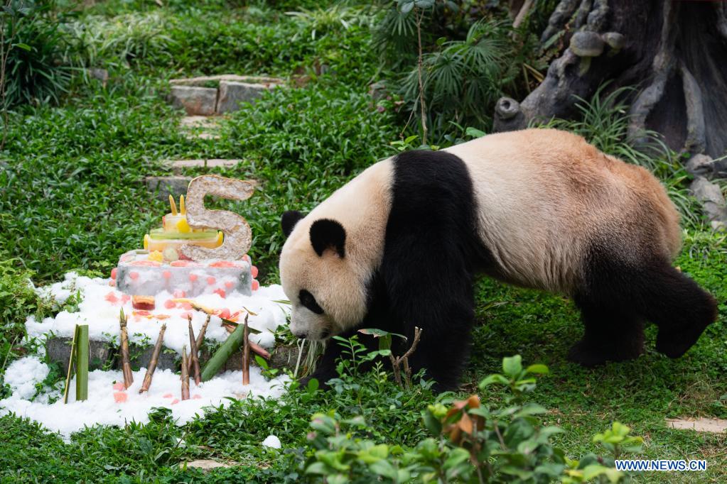 Giant panda Kangkang eats a birthday 