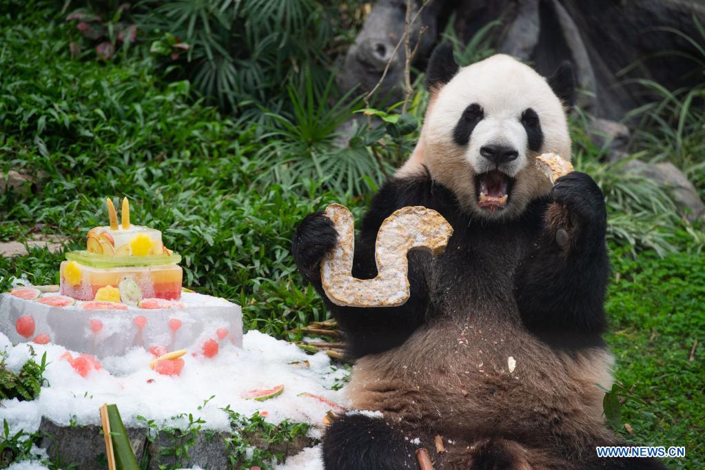 Giant panda Kangkang eats a birthday 