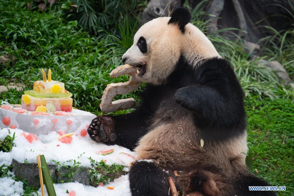 Giant panda Kangkang eats a birthday 