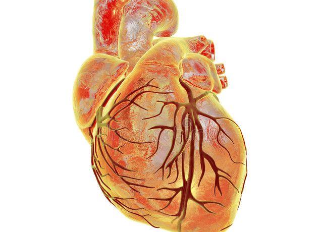 心脏的三根血管堵塞一根,还能正常运转吗?心血管医生告诉你
