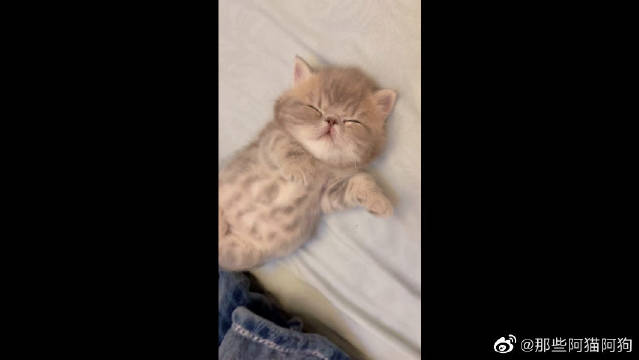 宇宙最萌小奶猫～这jiojio超可爱
