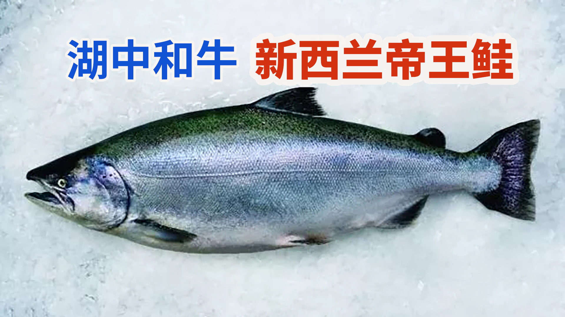 七彩鲑鱼自然繁殖方式_鱼之养_鱼花网