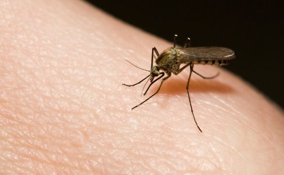 蚊子咬人真的跟血型有关吗?听听专家怎么说