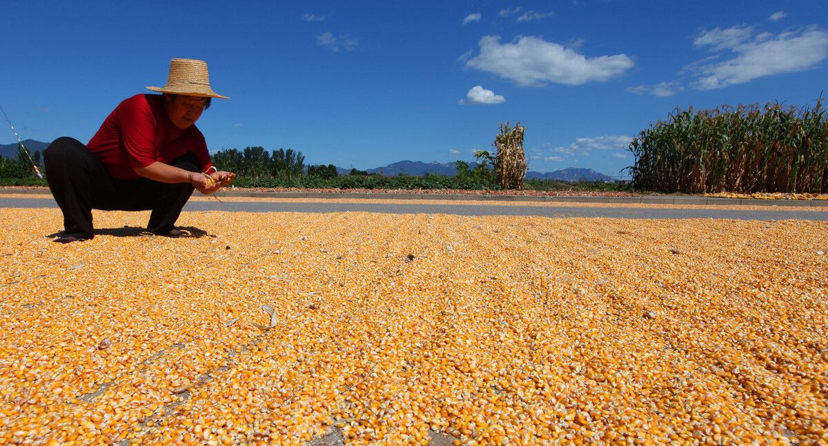 最新小麦粮价 222a-0e12bb3c8dce766685d10d93759a2222.jpg