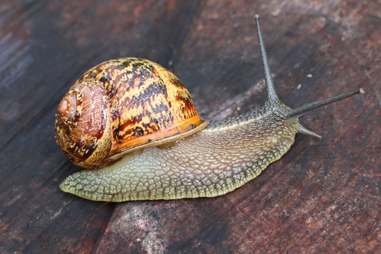 勃艮第蜗牛，也称为食用蜗牛 (© Heidi and Hans-Juergen Koch/Minden Pictures) @20190618 ...
