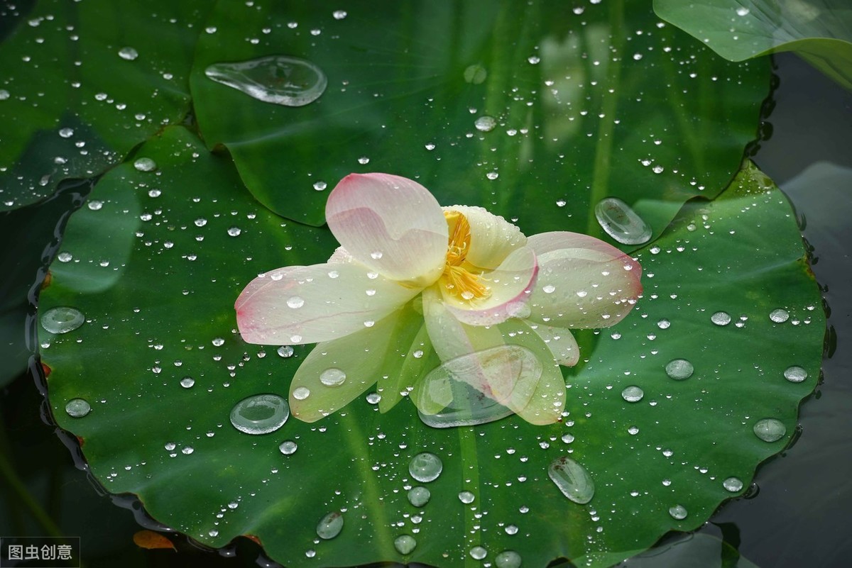 夏天的雨,落在故事里,带来别样的美丽