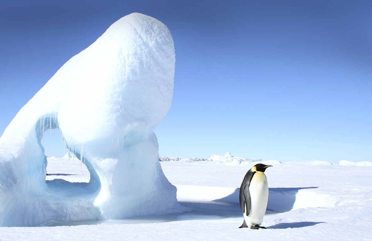 南极企鹅宝宝挤在爸妈怀里取暖 小心机有点萌-搜狐大视野-搜狐新闻