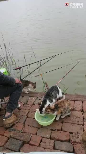 众所周知他是在喂猫不是在钓鱼！