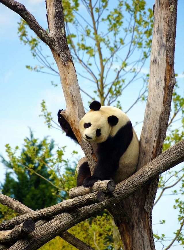 四川大熊猫在哪里看可以看的地方有很多但是这三处才经典