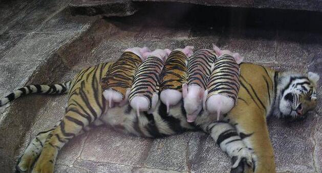 动物园老虎产下幼崽死去,饲养员想出这办法,游客看了哭笑不得