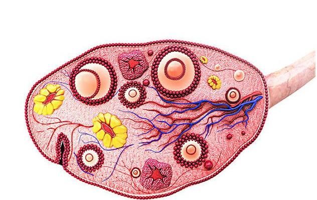 女性卵巢保养秘诀 保护卵巢最有效的方法