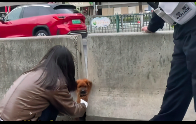 狗被卡在马路中间隔离板上,被女孩救后没感谢,头也不回地就走了休闲区蓝鸢梦想 - Www.slyday.coM 狗被卡在马路中间隔离板上,被女孩救后没感谢,头也不回地就走了休闲区蓝鸢梦想 - Www.slyday.coM