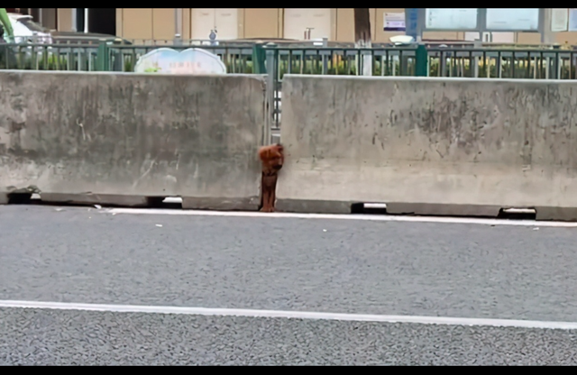 狗被卡在马路中间隔离板上,被女孩救后没感谢,头也不回地就走了休闲区蓝鸢梦想 - Www.slyday.coM 狗被卡在马路中间隔离板上,被女孩救后没感谢,头也不回地就走了休闲区蓝鸢梦想 - Www.slyday.coM