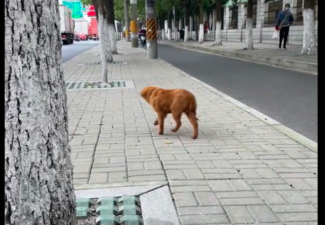 狗被卡在马路中间隔离板上,被女孩救后没感谢,头也不回地就走了休闲区蓝鸢梦想 - Www.slyday.coM 狗被卡在马路中间隔离板上,被女孩救后没感谢,头也不回地就走了休闲区蓝鸢梦想 - Www.slyday.coM