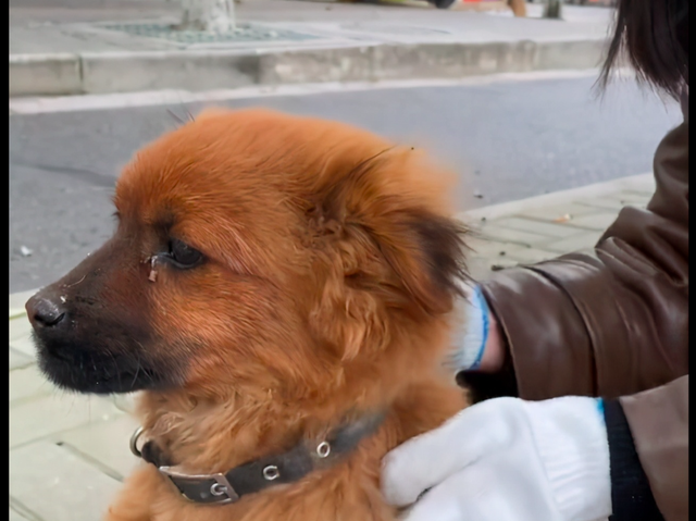 狗被卡在马路中间隔离板上,被女孩救后没感谢,头也不回地就走了休闲区蓝鸢梦想 - Www.slyday.coM 狗被卡在马路中间隔离板上,被女孩救后没感谢,头也不回地就走了休闲区蓝鸢梦想 - Www.slyday.coM