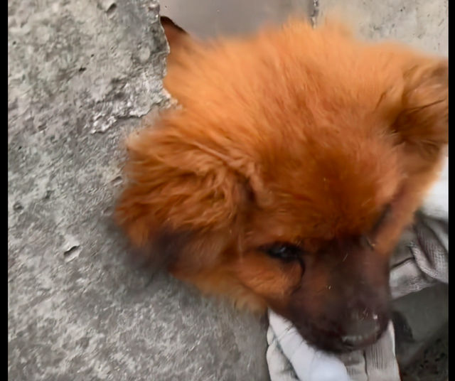 狗被卡在马路中间隔离板上,被女孩救后没感谢,头也不回地就走了休闲区蓝鸢梦想 - Www.slyday.coM 狗被卡在马路中间隔离板上,被女孩救后没感谢,头也不回地就走了休闲区蓝鸢梦想 - Www.slyday.coM