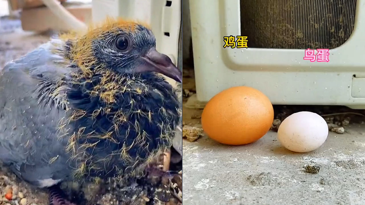 空调外机缝隙孵出小鸟,主人鸟蛋旁塞只鸡蛋:希望能只