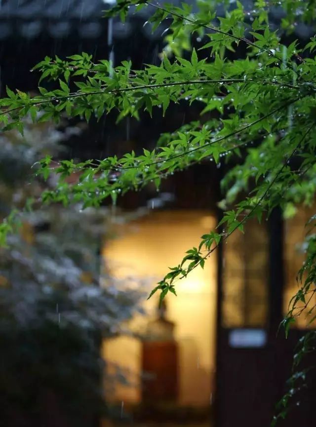 喜欢在夏雨天品茶|夏雨|雨声|雨天_新浪新闻