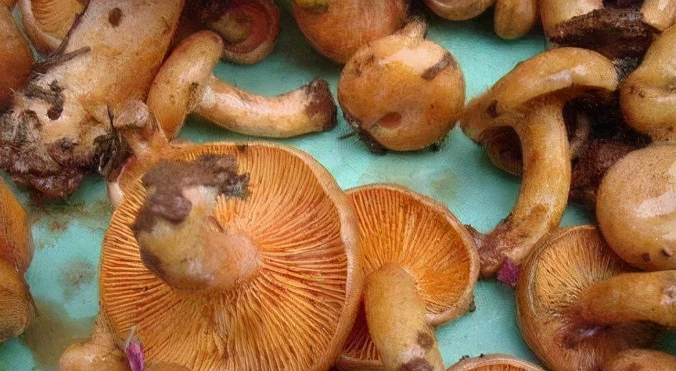 农村有一种野生菌,人工无法种植,50块一斤人们抢着买