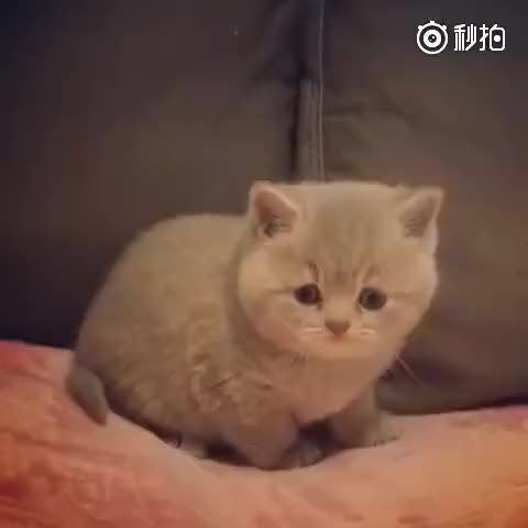 肉乎乎的小奶喵,手感一定很好!