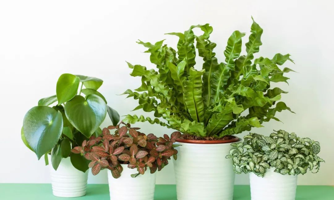 你家适合养哪些观赏植物,看完养花指南,室内和户外植物都能养好