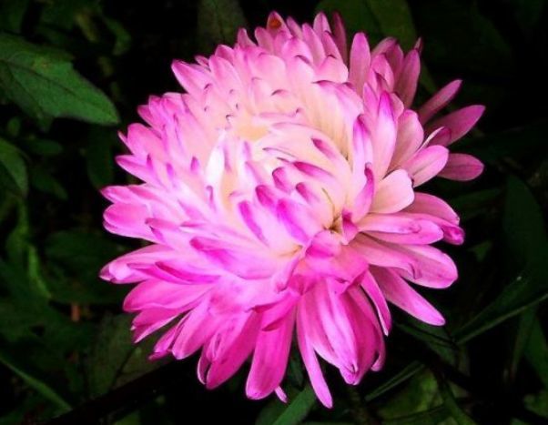 新手养花,不如养盆花中精品"翠菊",美幻沉醉,素面朝天