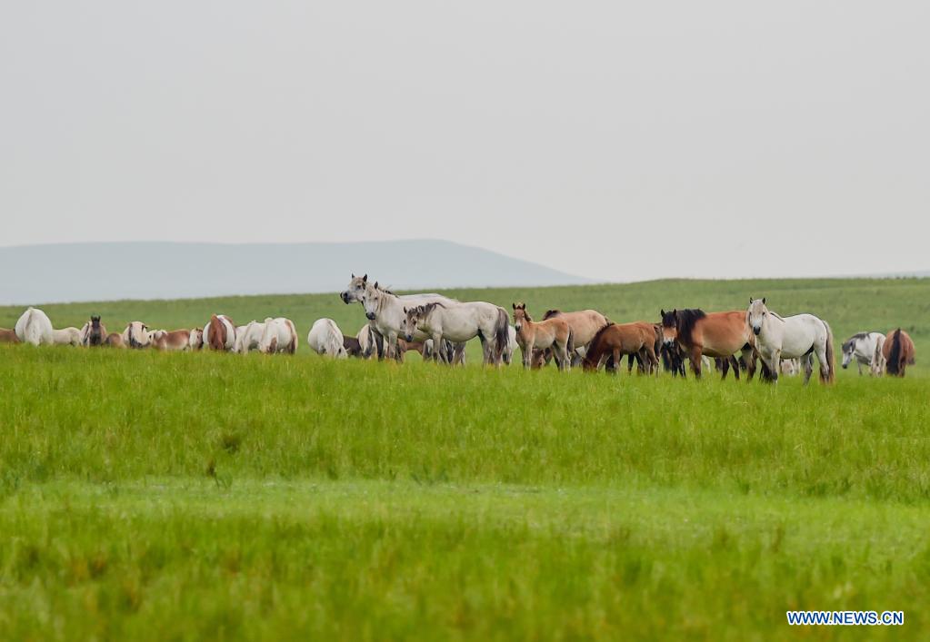 Horses forage on the Xilingol Grassland in north China's Inner Mongolia Autonomous Region, July 12, 2021. (Xinhua/Lian Zhen)